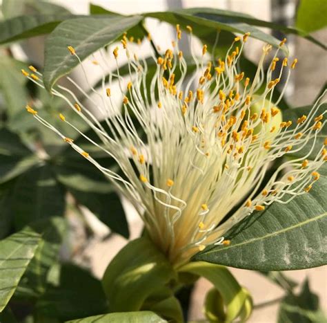 發財樹開花|發財樹會開花嗎？揭開這個美麗植物的秘密 – 植物盆栽綠寶典